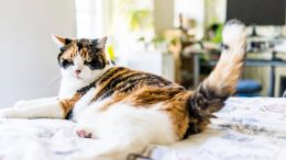 Kedilerde Aşırı Gaz Tedavisi Nasıl Yapılır?