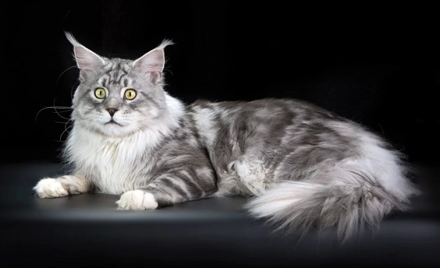 Laperm Kedi Irkı Özellikleri, Karakteri, Bakımı ve Beslenmesi