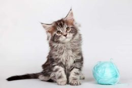 Maine Coon Kedi Irkı Özellikleri, Karakteri, Bakımı ve Beslenmesi