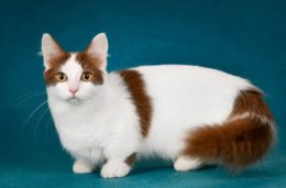Muchkin Kedi Irkı Özellikleri, Karakteri, Bakımı ve Beslenmesi
