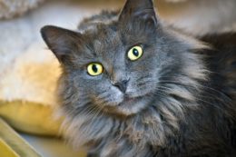 Nebelung Kedi Irkı Özellikleri, Karakteri, Bakımı ve Beslenmesi