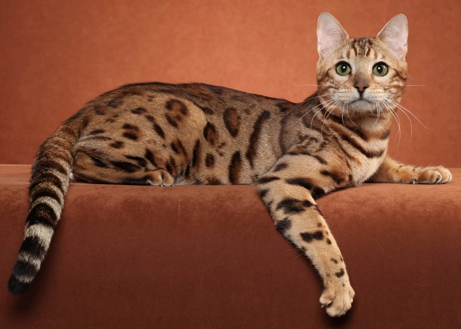Ocicat Kedi Irkı Özellikleri, Karakteri, Bakımı ve Beslenmesi