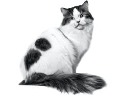 Ragamuffin Kedi Irkı Özellikleri, Karakteri, Bakımı ve Beslenmesi