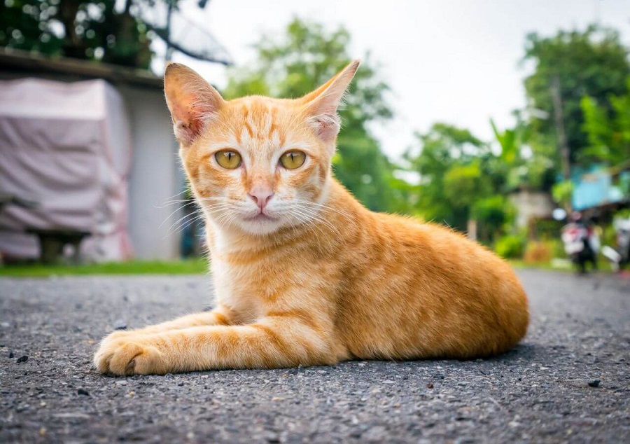 Sarman Kedi Irkı Özellikleri, Karakteri, Bakımı ve Beslenmesi