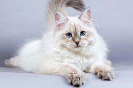 Sibirya Kedisi Irkı Özellikleri, Karakteri, Bakımı ve Beslenmesi