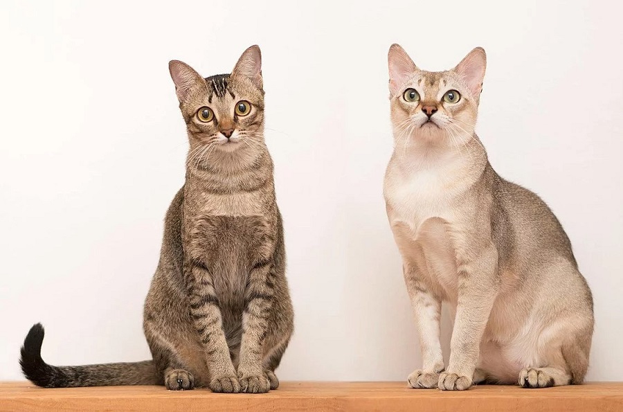 Singapura Kedi Irkı Özellikleri, Karakteri, Bakımı ve Beslenmesi