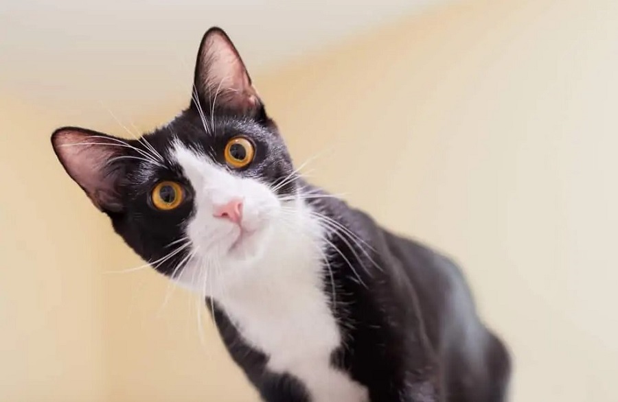 Tuxedo Kedi Irkı Özellikleri, Karakteri, Bakımı ve Beslenmesi