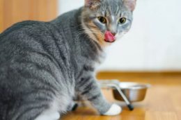 Kedilere Et, Kemik Suyu Verilir mi?