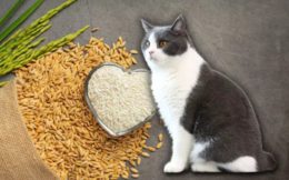 Kediler Pirinç Yiyebilir mi?