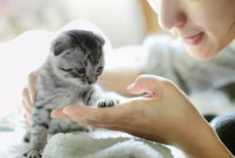Yavru Kedinin Evde İlk Günü: Yavru Kedi Eve Nasıl Alışır