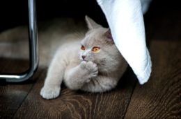 British Shorthair Saldırgan mı?