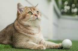 British Shorthair Kaç Yıl Yaşar