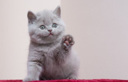 Yavru British Shorthair Bakımı Nasıl Olmalı