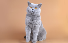 British Shorthair Nasıl Sahiplenebilirim