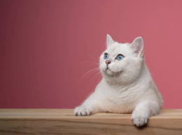 British Shorthair Beyaz Özellikleri