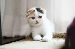 Scottish Fold Fiyat Yavru Bakımı Nasıl Olmalı