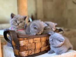 British Shorthair Yavru Kediler Uysal mı