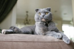 Scottish Fold Safkan Olduğu Nasıl Anlaşılır