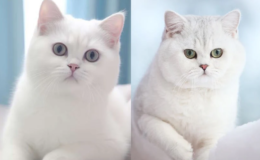 British Shorthair Beyaz Kediler Tüy Döker mi?