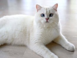 British Shorthair Beyaz Kedilerin Özellikleri