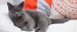 British Shorthair Dişi Kediler Çiftleşme