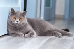 British Shorthair Evde Bakılır mı?