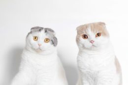 Scottish Fold Beyaz Kedilerinin Fiziksel Ayrıcalıkları Nelerdir?